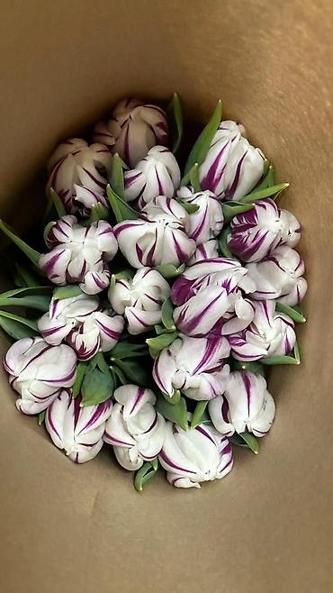 Букеты из живых цветов: Тюльпаны ОПТОМ! и в розницу вместе с луковицами рост 75см бокал 5-6см at lalafo.kg — 8 Букеты из живых цветов: Тюльпаны ОПТОМ! и в розницу вместе с луковицами рост 75см бокал 5-6см — 8