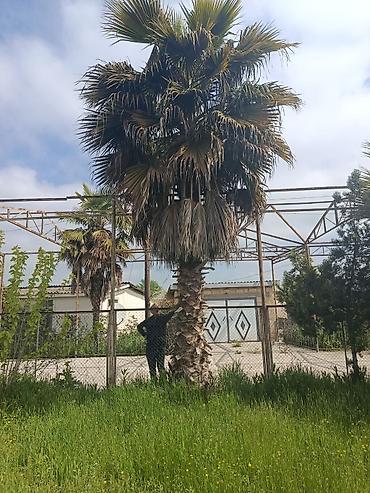 palm angels: Palma wasinqton istənilən fəslində əkilir zəmanət verilir dərmanlanir — 9