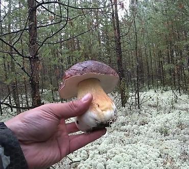 роллы суши: 🍄‍🟫 СУШЁНЫЕ БЕЛЫЕ ГРИБЫ — АРОМАТ ЛЕСА У ВАС ДОМА! 🍄‍🟫 Предлагаем — 1