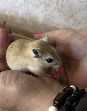 Хомяки: Продаются хомячки джунгарские, сирийские, ангорские пушистые хомячки — 21
