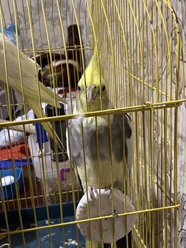 большая клетка для попугая: Məhsul: Nimfa tutuquşuları və qəfəsi Təsvir: - Növ: Nimfa (Cockatiel)