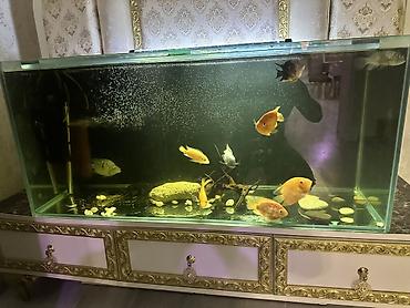 betta baligi satis: Dördbucaq akvarium, Balıqlarla birlikdə, 220 l — 2