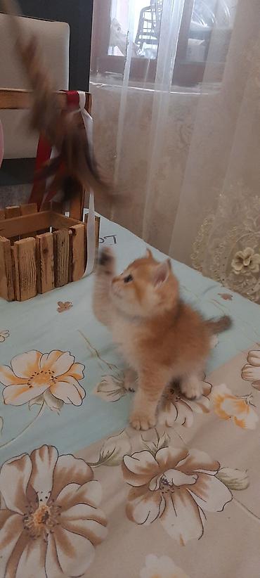 Кошки: Britan winwila tam saglam balalar brona hazirdi ata ana temiz qan — 5