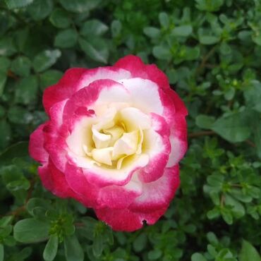 галанские розы: Семена и саженцы Роз, Самовывоз