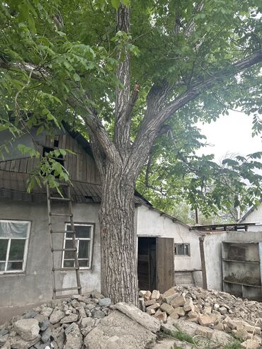 дерево ореха: Продаю орех самовывоз
С Корнем или без как удобно
