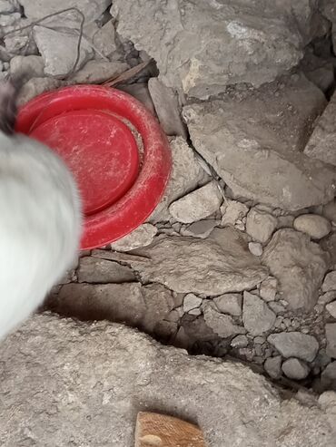 Gəmiricilər: Karlik cütü 20AZN kaliforniya 15AZN