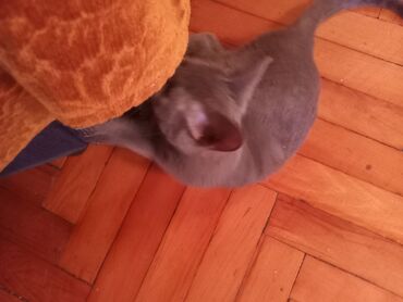 Pişiklər: Şotland, Erkək, Yaxşı əllərə — 2