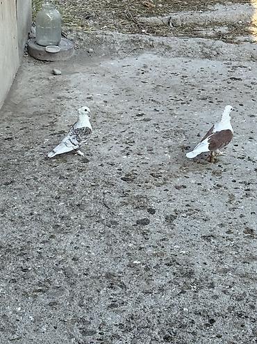 göyərçin satılır: Hazir cut bala veren hunkariler satilir ciddi alicilar yazsin — 1