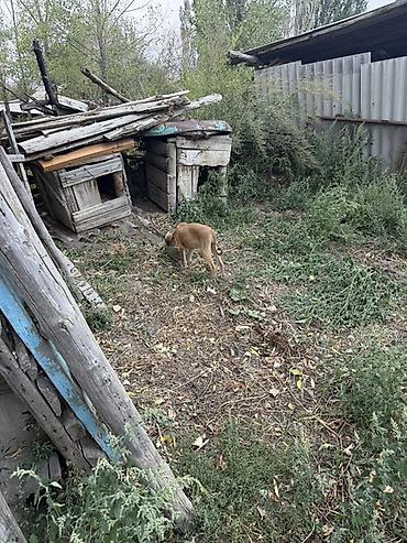 купить собаку кане корсо: Тайган кучуктор сатылат таза кандуу баасы келишимдуу экоотен — 7