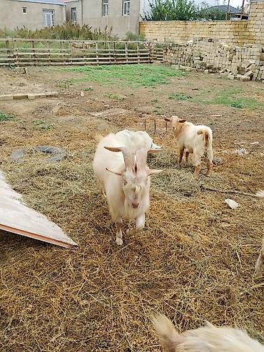 sort keci: Saanen keçi erkək iri heyvandır — 3