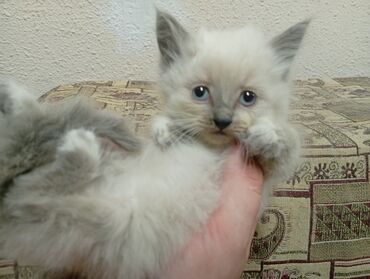 шотландская прямоухая кошка цена: Кошка даром: Беспородная, 3 месяца, Девочка, Приучена к лотку, Проглистована