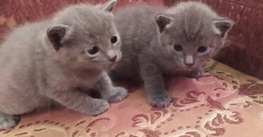 Pişiklər: Britan, Erkək, Dişi — 15