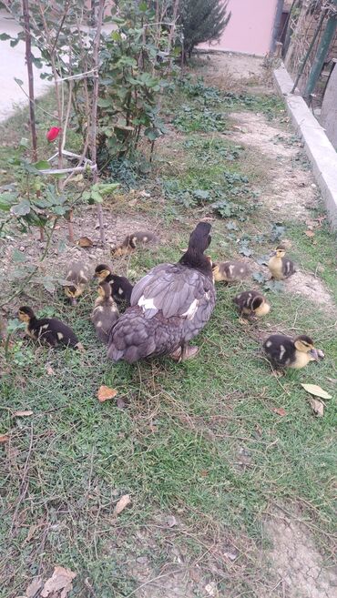 Ördəklər: Dişi, | Lal ördək, Macar, Damazlıq, Pulsuz çatdırılma — 12