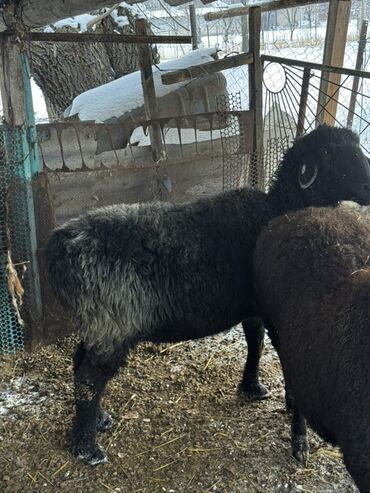 Бараны, овцы: Продаю | Овца (самка), Баран (самец) | Арашан — 11