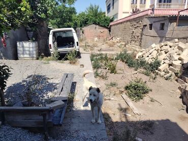 Bağ evlərinin satışı: Bakı, Sahil qəsəbəsi, 100000000 kv. m, 12 otaq, Hovuzsuz, İnternet, Qaz, İşıq -da lalafo.az — 23 Bağ evlərinin satışı: Bakı, Sahil qəsəbəsi, 100000000 kv. m, 12 otaq, Hovuzsuz, İnternet, Qaz, İşıq — 23