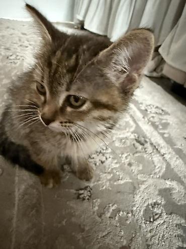 Отдам даром кошку: 2 месяца, Девочка, Метис — 1