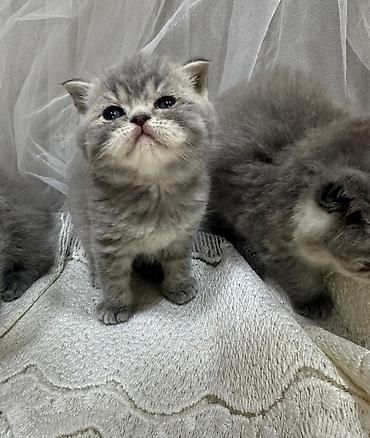 Pişiklər: Şotland, Erkək, Dişi — 9