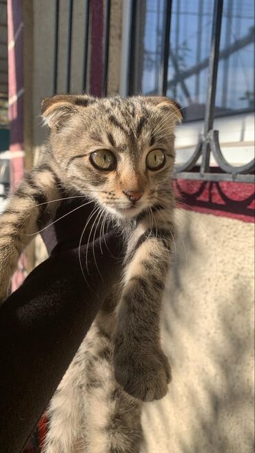 продажа вислоухих шотландских котят: Котёнок с вислоухими ушками (тип шотландской вислоухой), тигровый