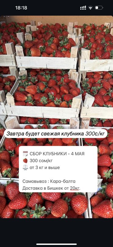 Ягоды: Клубника Альбион, Оптом