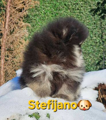 Psi: Pomeranac Boo. Vrhunski stenci pomeranca, minijaturnog patuljastog — 3