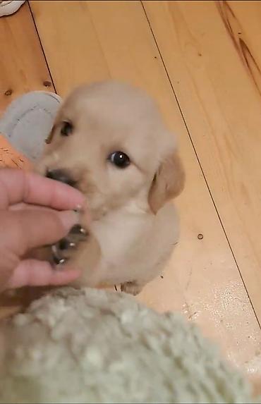 it iti sikir: Labrador-retriver, 2 ay, Dişi — 1