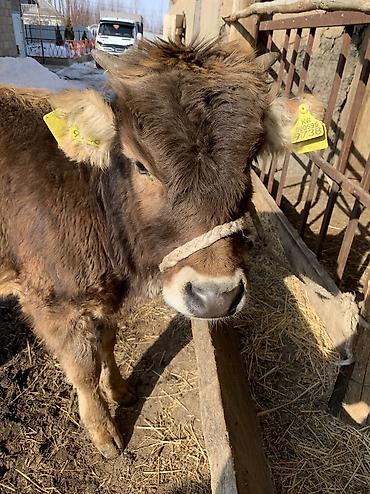 Коровы, быки: Продаю | Тёлка, Музоо, торпок | На откорм, На забой, Для разведения at lalafo.kg — 3 Коровы, быки: Продаю | Тёлка, Музоо, торпок | На откорм, На забой, Для разведения — 3