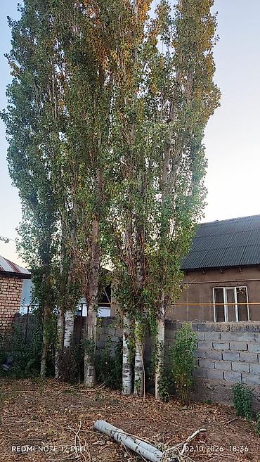 Бактарды кыюу, отундарды даярдоо: Отдам деревья бесплатно кому надо распил бесплатно — 3