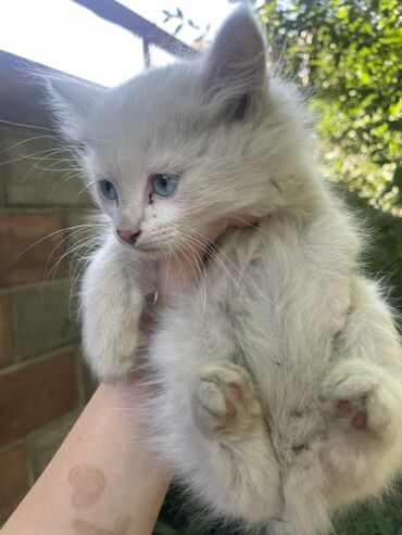 шотландская вислоухая длинношерстная кошка: Кошка даром: Беспородная, 1 месяц, Мальчик