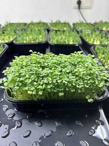 Микрозелень: Микрозелень в Бишкеке Горох подсолнечник, брокколи, горчица, редис — 9