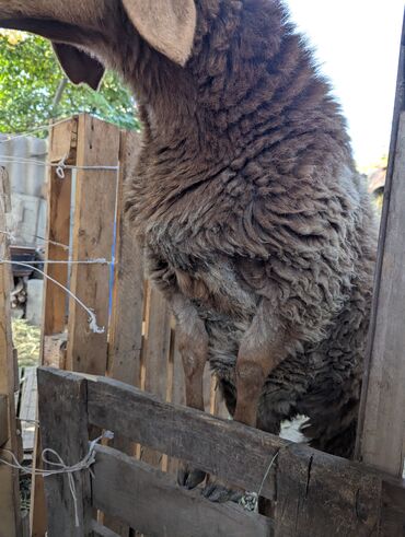 Бараны, овцы: Продаю | Овца (самка) | Арашан | Для разведения | Племенные — 3