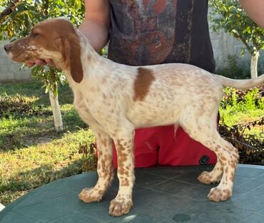 Psi: Na prodaju stenci engleskog setera. Stenci su iz vrhunskog legla na lalafo.rs — 3 Psi: Na prodaju stenci engleskog setera. Stenci su iz vrhunskog legla — 3