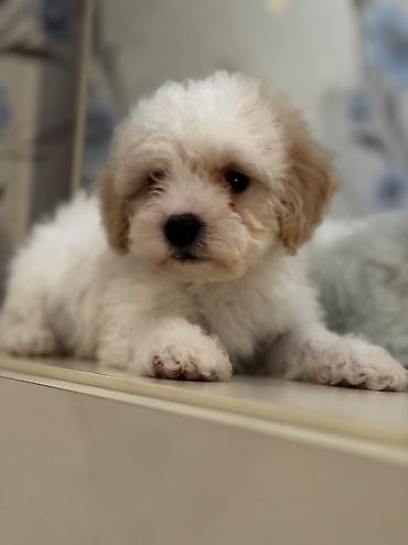 İtlər: Peyvəndli — 9