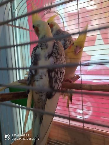 Tutuquşları: Salam. valnisti ve cex cexden donme cex vistivkanin qarisigi adi ile — 11