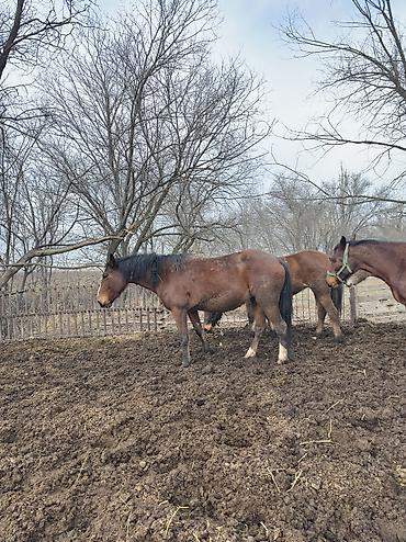 Лошади, кони: Продаю | Кобыла (самка), Конь (самец), Жеребенок | Полукровка | На забой, Для разведения, Для молока — 5