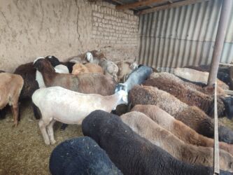 животные на продажу: Сатам | Ургаачы кой (ургаачы), Кочкор (эркек) | Союуга | Ургаачы