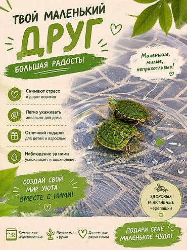 декаративные кролики: Маленькие водные черепашки - Вид: пресноводные декоративные черепахи с — 4