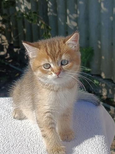 кошка шиншила: Скотиш Страйт (Шотландская прямоухая), 1 месяц, Мальчик, Золотая шиншилла, Приучена к лотку, Проглистована — 5