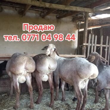 продаю тёлок: Продаю | Баран (самец) | На забой, Для разведения