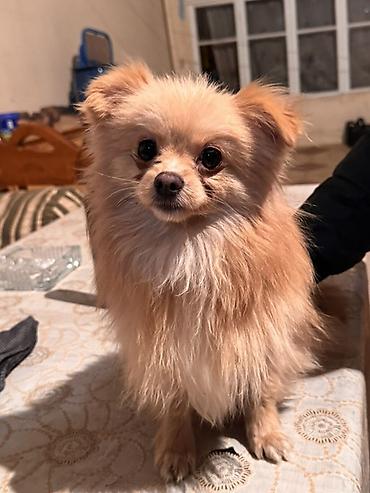 İtlər: Şpitz, 1 il, Erkek — 3