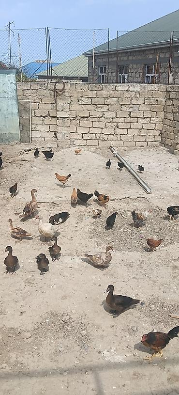 ördek fiyatları: Erkək, | Lal ördək, Ətlik — 4