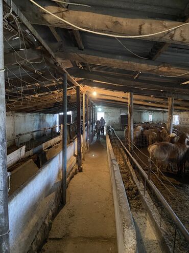 Айыл чарба ишканалары: Сатам Мүйүздүү бодо мал фермасы, 60, Иштеп жаткан, Жабдуулары менен, | Электр энергиясы, Суу