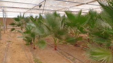 Bağ evlərinin satışı: Bakı, Türkan qəs., 1500 kv. m, 7 otaqlı, Hovuzlu, Qaz, İşıq, Su — 28