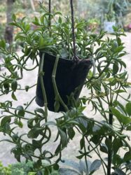 Xalçalar: Xalça -da lalafo.az — 40 Xalçalar: Xalça — 40