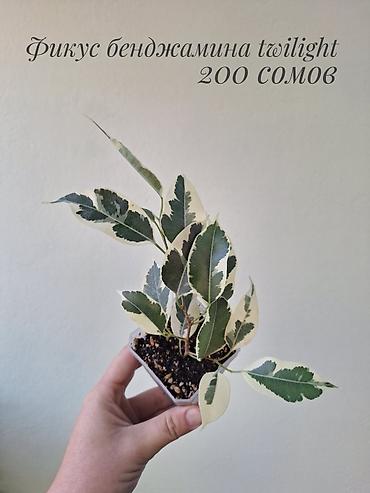 фикусы: 🌿 В продаже фикусы разных сортов (детки/молодыерастения). 💚 Названия — 7