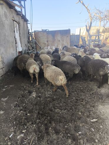 heyvan sahiblenme: Quzular satılır 60 baş kom