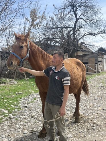 Лошади, кони: Продаю | Кобыла (самка) | Дончак | Конный спорт | Племенные