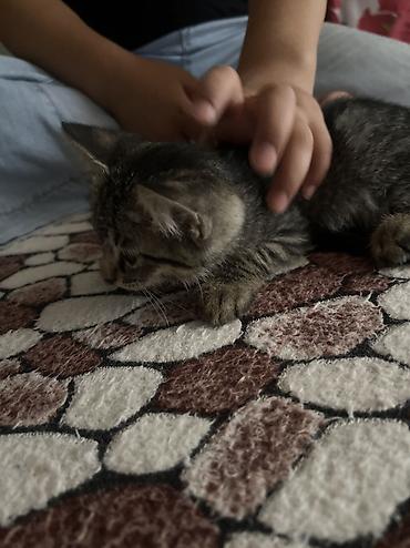 коты белый: Белый котёнок с голубым ошейником - Порода: домашняя короткошёрстная — 4
