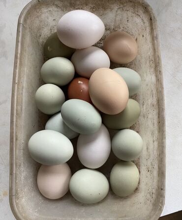 брама яйцо: Продаю | Куры, Петух | Домашняя | Для разведения