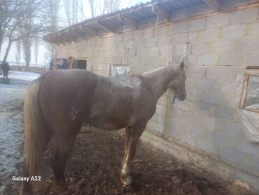 жылкы сатам: Сатам | Жылкы (эркек), Байтал | Аргын | Көбөйтүү үчүн, Жумушка, Ат спорту