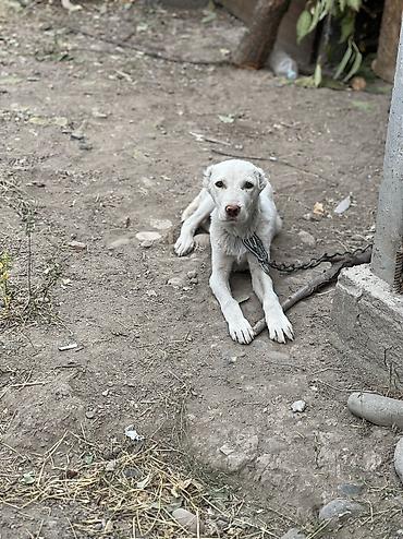 голубая вислоухая кошка: Алабай, 3 месяца, Самка, С прививкой — 2